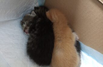 В Тверской области спасают котят, найденных в коробке с опарышами