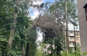 Дерево, висящее на проводах между домами в Твери, вот-вот рухнет Дерево, висящее на проводах между домами в Твери, вот-вот рухнет