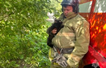 Спасатели помогли кошке и котёнку, попавшим в беду