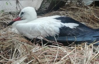 В Тверской области спасают еще одного аиста со сломанной ногой