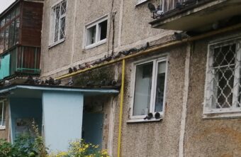 В Твери голуби спровоцировали соседские войны