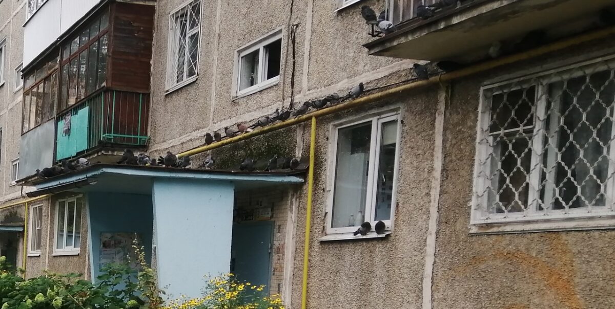 В Твери голуби спровоцировали соседские войны