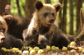 У медвежат-сирот продолжается яблочная трапеза в Тверской области У медвежат-сирот продолжается яблочная трапеза в Тверской области