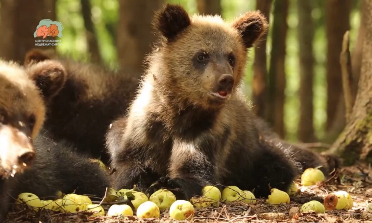 У медвежат-сирот продолжается яблочная трапеза в Тверской области