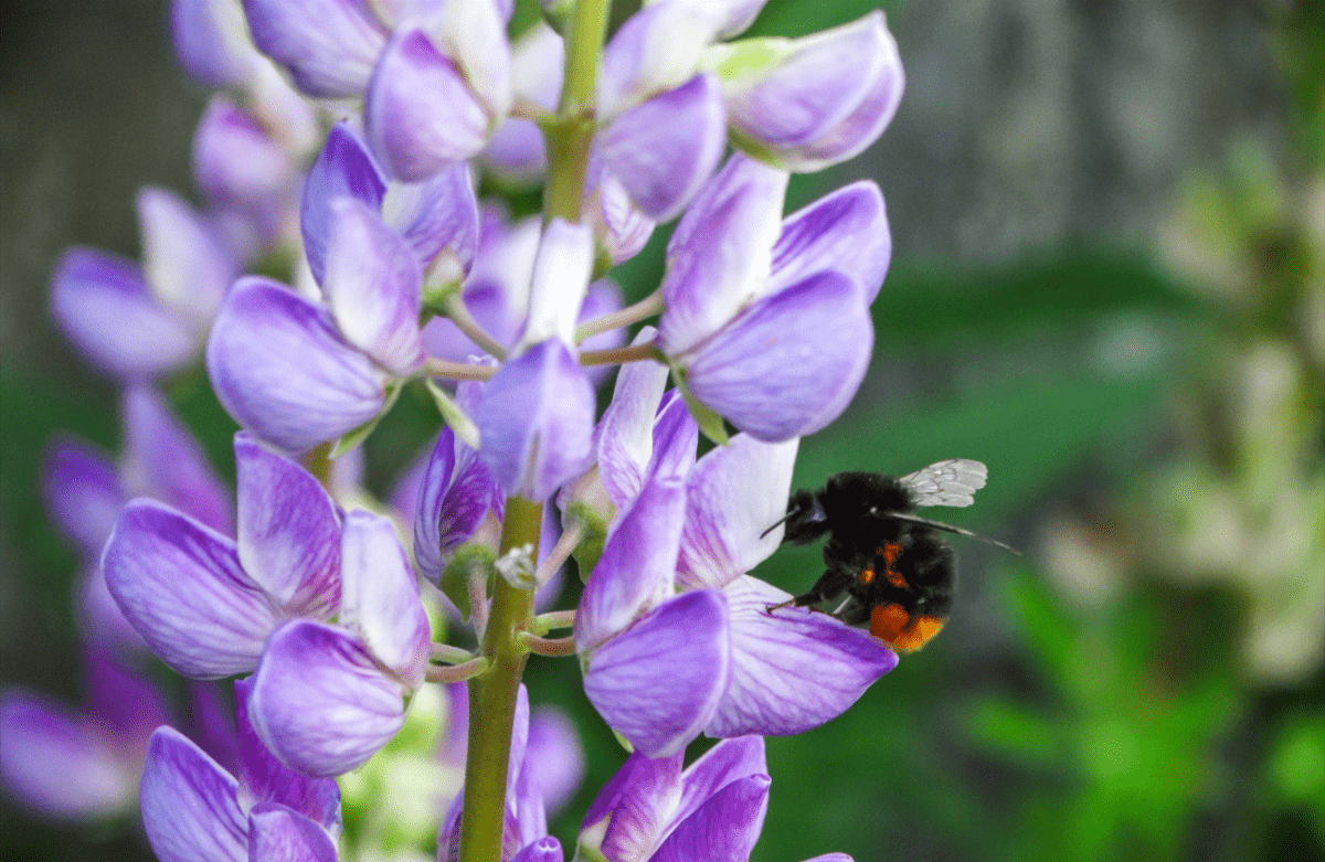 Врач рассказал, почему укус насекомого может стать смертельным