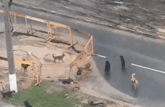 Стая из 17 бродячих собак беспокоит жителей Твери