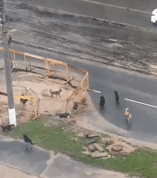 Стая из 17 бродячих собак беспокоит жителей Твери