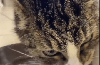 Фонду, спасающему кота Гришу из Тверской области, предложили его усыпить