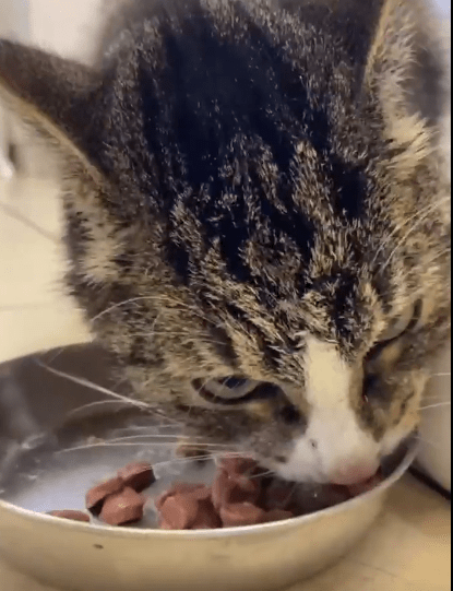 Фонду, спасающему кота Гришу из Тверской области, предложили его усыпить