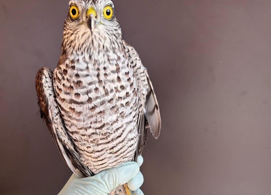 В Твери спасают ястреба-перепелятника