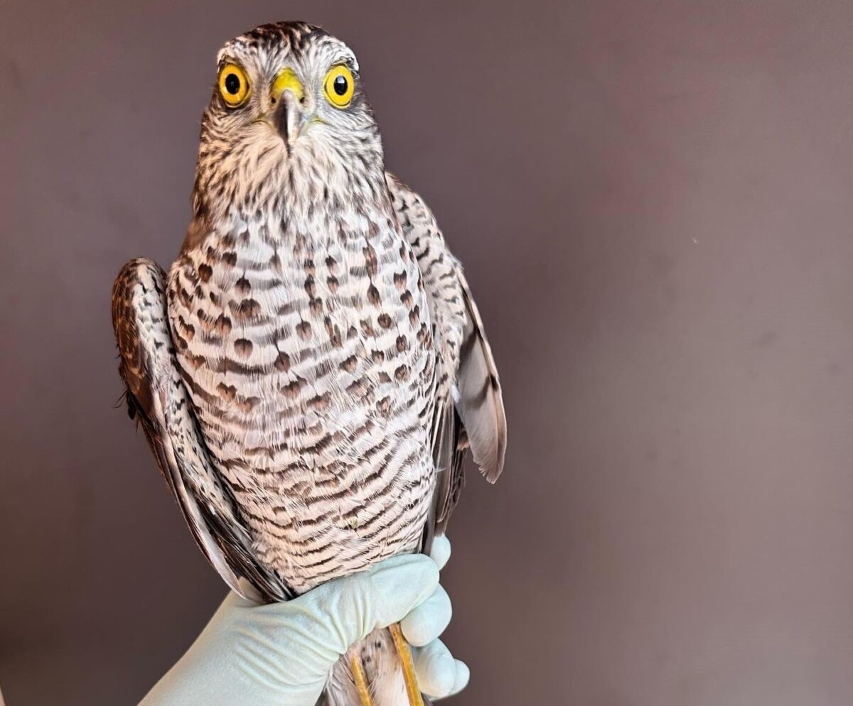 В Твери спасают ястреба-перепелятника
