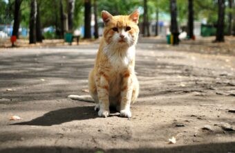 Синоптики рассказали, как долго продлится похолодание в Тверской области