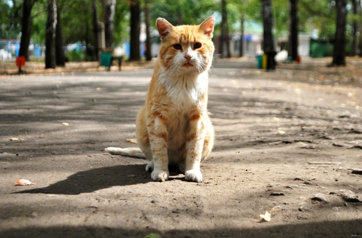 Синоптики рассказали, как долго продлится похолодание в Тверской области