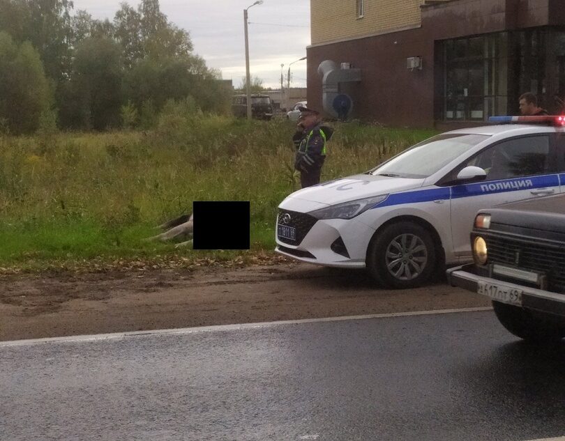 В Твери на шоссе сбили лося