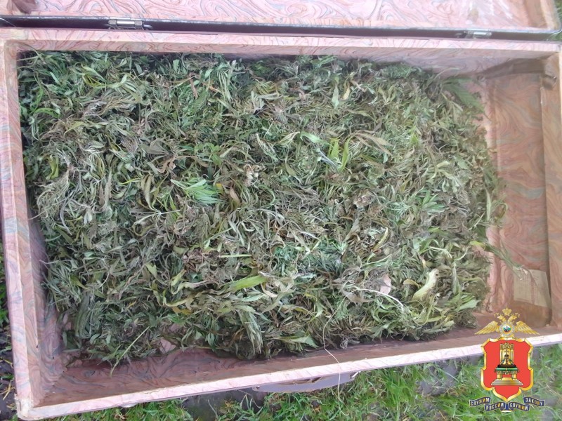 В деревне Тверской области нашли 2 килограмма марихуаны