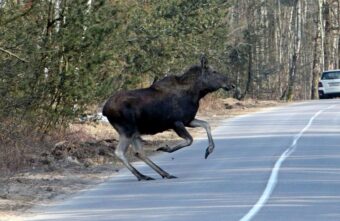 Тверских водителей предупреждают о большом количестве лосей на дорогах Тверских водителей предупреждают о большом количестве лосей на дорогах
