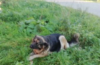 В Тверской области злой хозяин выкинул из дома беременную собаку В Тверской области злой хозяин выкинул из дома беременную собаку