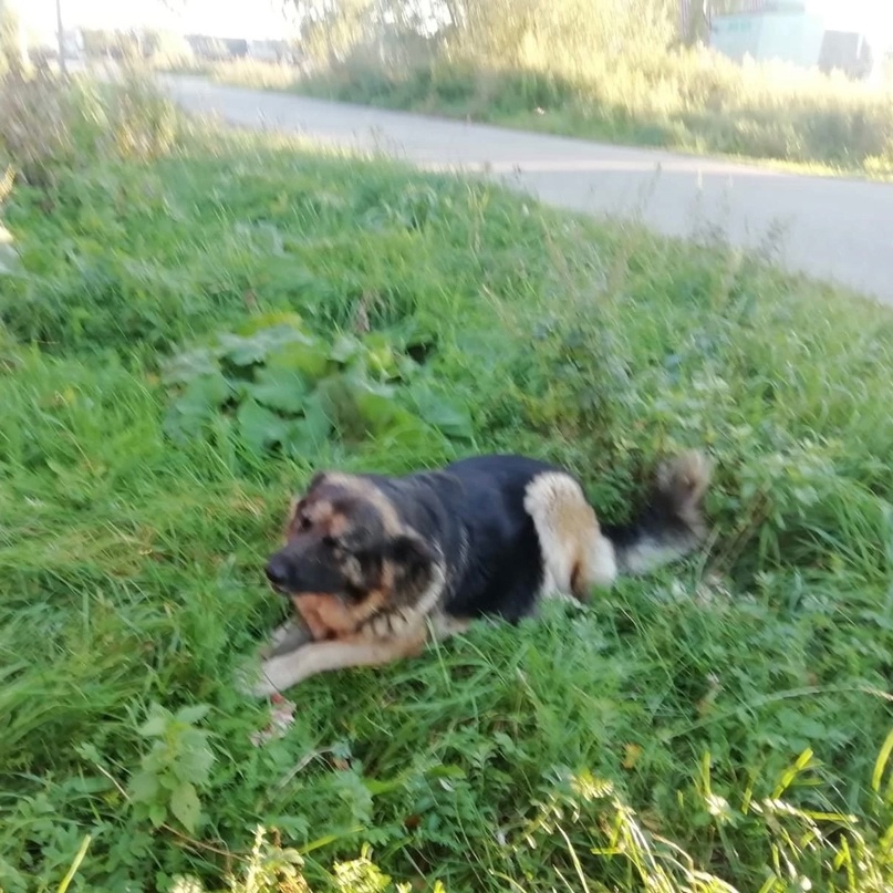 В Тверской области злой хозяин выкинул из дома беременную собаку В Тверской области злой хозяин выкинул из дома беременную собаку