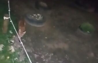 В поселке Тверской области бегает лиса В поселке Тверской области бегает лиса