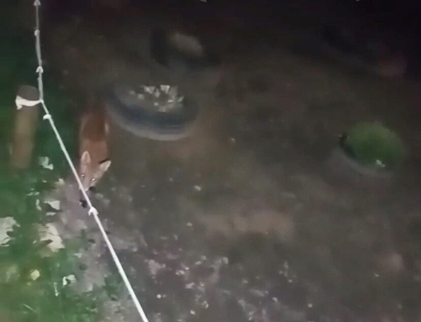 В поселке Тверской области бегает лиса