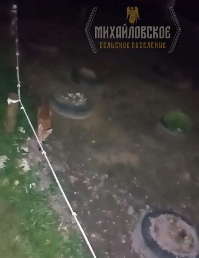 В поселке Тверской области бегает лиса