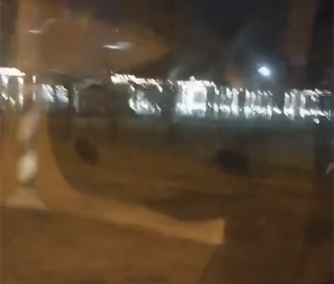 В Твери водители встретили пару кабанов