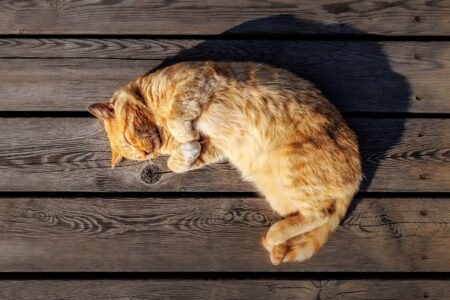 Лето в Тверскую область еще вернется