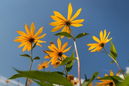 Синоптики сообщили, сколько в Тверской области продлится второе бабье лето