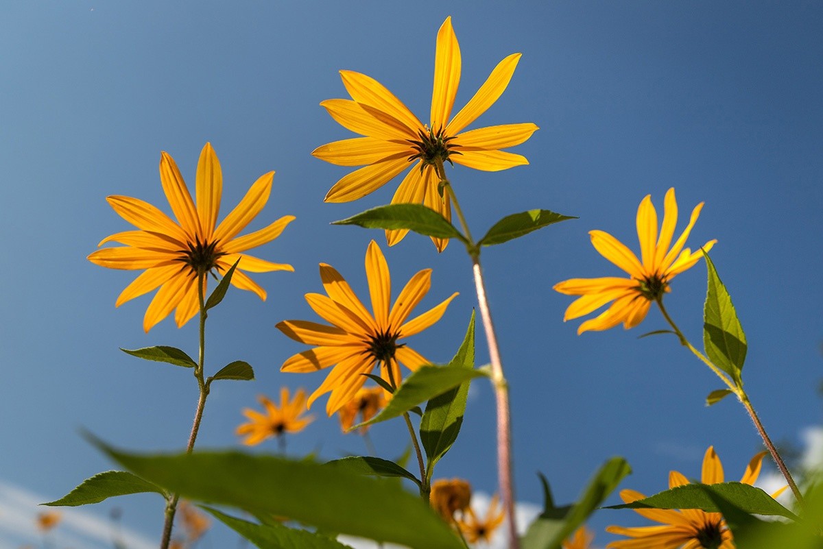 Синоптики сообщили, сколько в Тверской области продлится второе бабье лето
