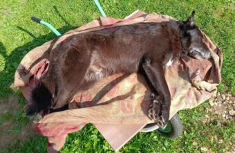 В Твери мужчина застрелил домашнего пса на глазах у хозяев В Твери мужчина застрелил домашнего пса на глазах у хозяев