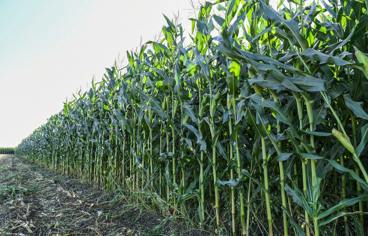 Губернатор Игорь Руденя посетил ЗАО «Калининское», где открыли новую высокотехнологичную ферму