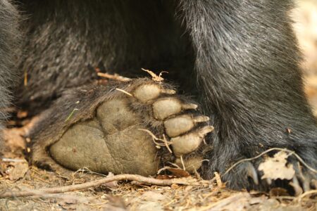 Перед выпуском в лес медвежатам в Тверской области устроили медосмотр