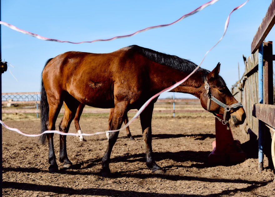 Злоумышленник раскаялся в краже лошадей в Тверской области