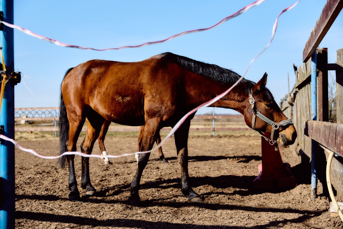 Злоумышленник раскаялся в краже лошадей в Тверской области