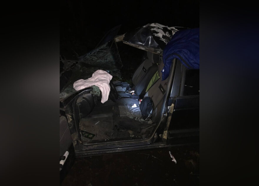 В Тверской области лось попал под колёса иномарки