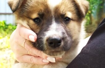 Волонтёры рассказали, сколько бездомных животных обрели семьи за лето Волонтёры рассказали, сколько бездомных животных обрели семьи за лето