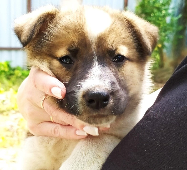 Волонтёры рассказали, сколько бездомных животных обрели семьи за лето Волонтёры рассказали, сколько бездомных животных обрели семьи за лето
