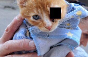 Жителей Твери просят помочь спасти котёнка с больным глазом