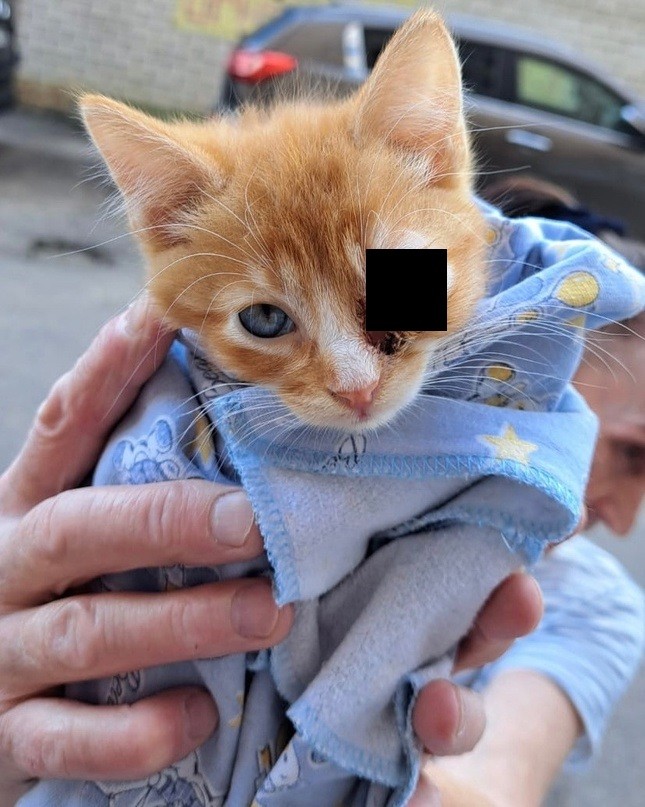 Жителей Твери просят помочь спасти котёнка с больным глазом