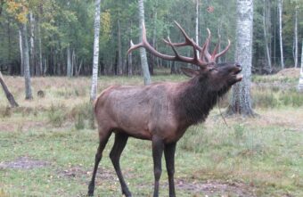 Стало известно, в какое время на дороги Тверской области выбегают лоси