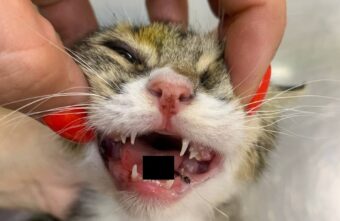 В Твери спасли кота с рыболовным крючком в языке