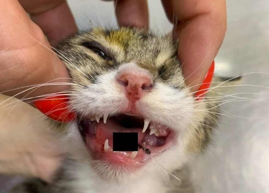 В Твери спасли кота с рыболовным крючком в языке