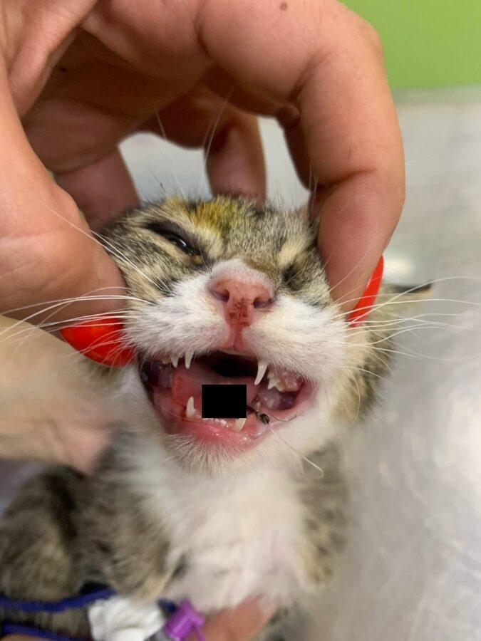 В Твери спасли кота с рыболовным крючком в языке