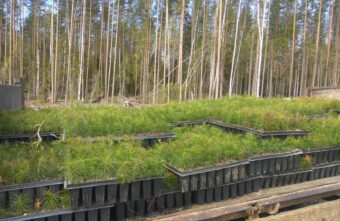 1,5 миллиона деревьев планируют высадить в Тверской области 1,5 миллиона деревьев планируют высадить в Тверской области