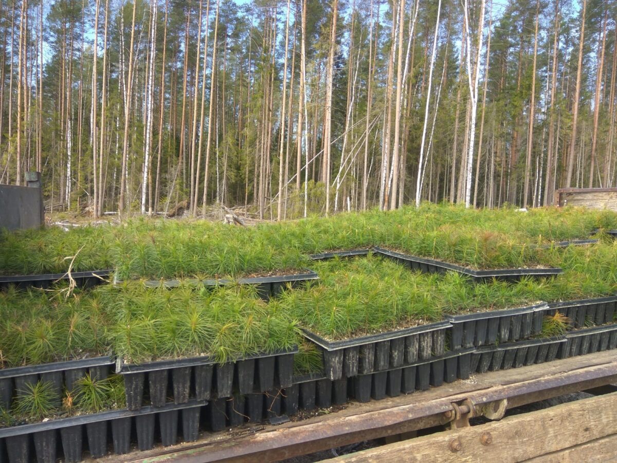 1,5 миллиона деревьев планируют высадить в Тверской области