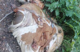 В Тверской области обнаружили свалку из останков животных