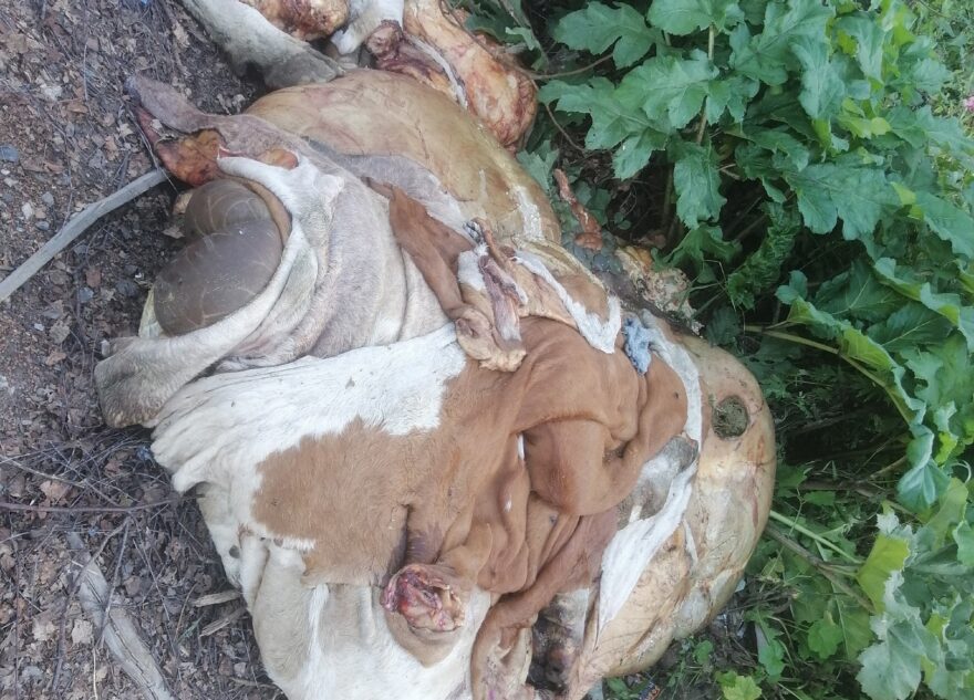 В Тверской области обнаружили свалку из останков животных