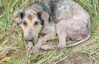 В Тверской области спасают найденную на обочине собаку с лысым хвостом В Тверской области спасают найденную на обочине собаку с лысым хвостом
