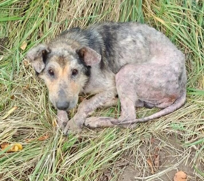 В Тверской области спасают найденную на обочине собаку с лысым хвостом