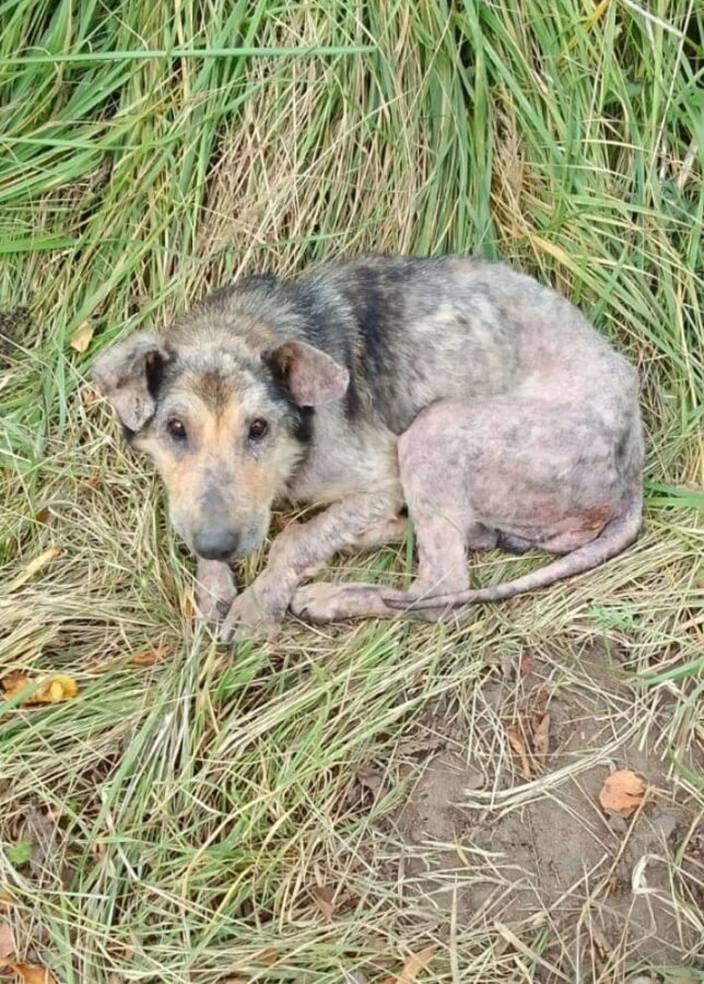 В Тверской области спасают найденную на обочине собаку с лысым хвостом